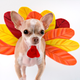 chihuahua in turkey costume